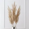 Pampas Grass - Set Of 3
