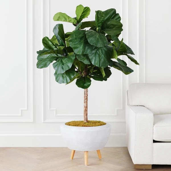 Fiddle Leaf Tree In Bowl - Image 2
