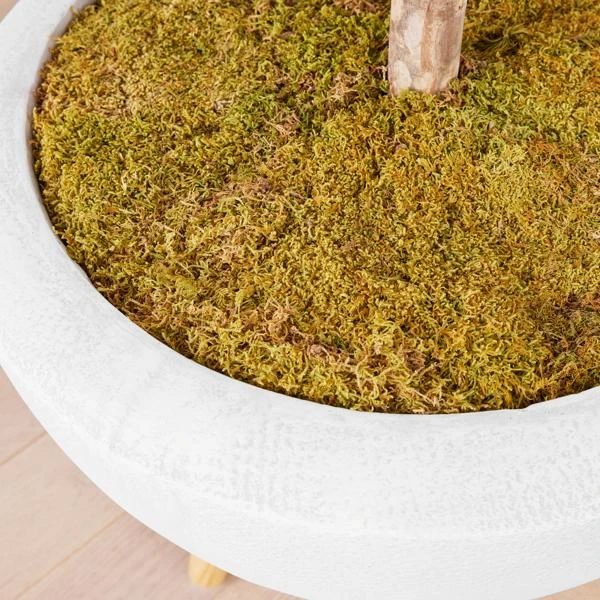 Fiddle Leaf Tree In Bowl - Image 4