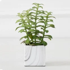 Tree Succulents In Marble Pot