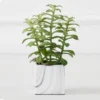 Tree Succulents In Marble Pot