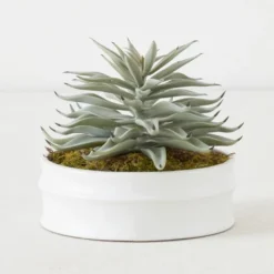 Succulent In White Round Pot