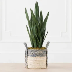 Mother In Law's Tongue In Basket