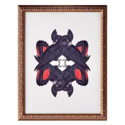 Calyptorhynchus Banksi