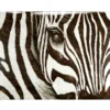 Zebra - Glass Coat